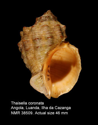 Thaisella coronata.jpg - Thaisella coronata(Lamarck,1816)
